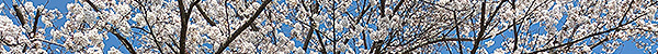 sakura003.jpg